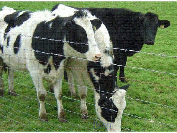 養(yǎng)殖圍欄網(wǎng)圖片3