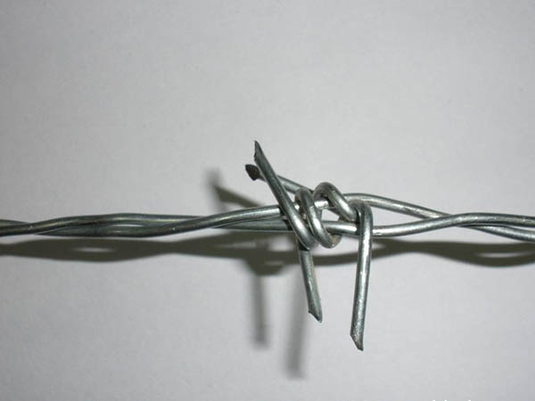 貴陽鐵蒺藜圖片4 貴陽鐵蒺藜圖片4